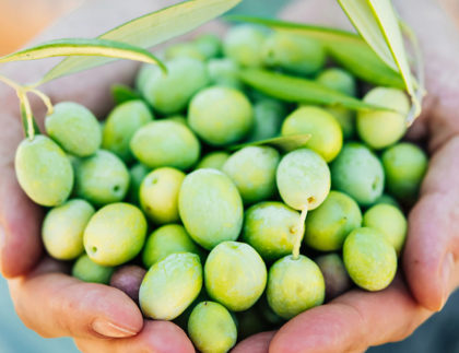 Productividad olivar